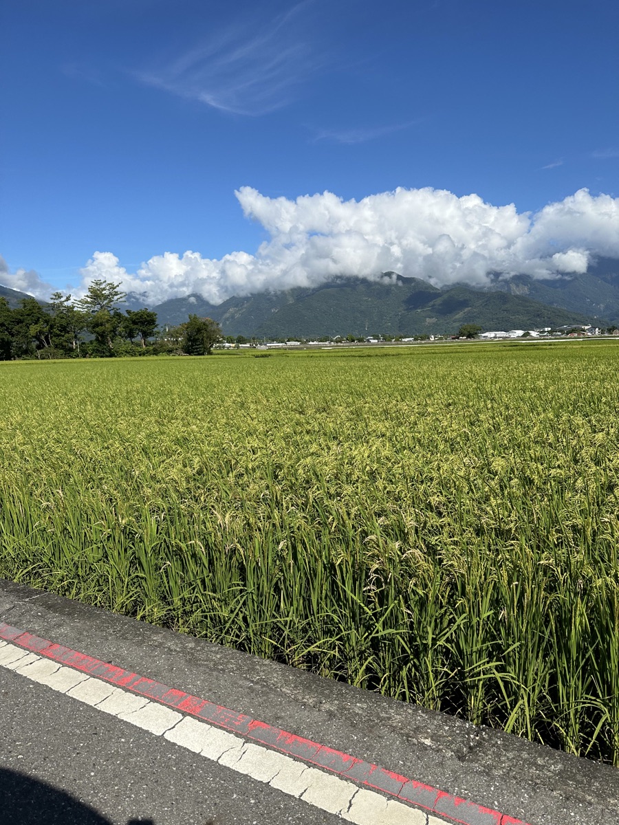 台東池上稻田、中央山脈與夏季白雲景色