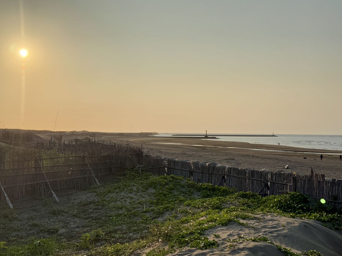 新竹南寮海岸沙丘植被與金色夕陽