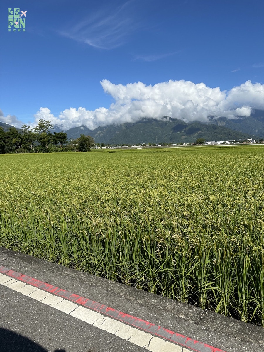 台東池上稻田、中央山脈與夏季白雲景色